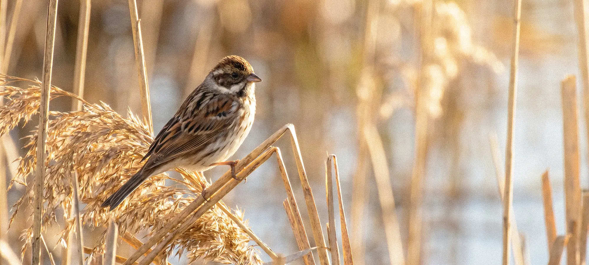 naturfotografie.de - Blog - Fotografieren zwischen Schilf und Wasser - Rohrammer