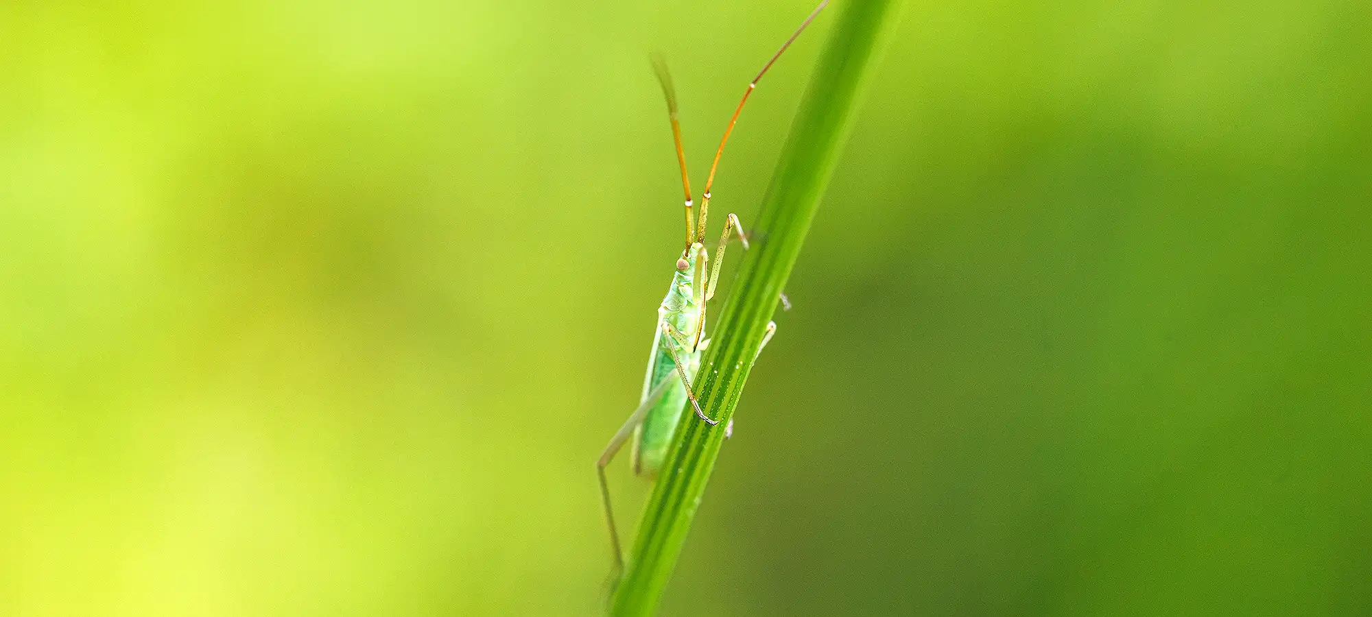 naturfotografie.de - Blog - Graswanze Feuchtwiesen