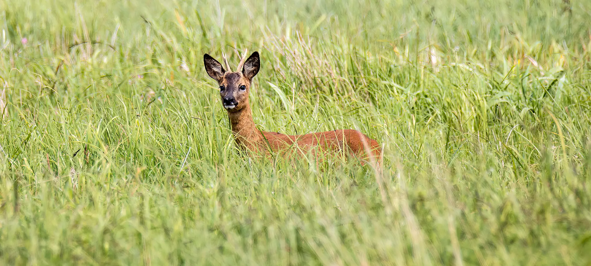 naturfotografie.de - Blog - Rehbock Feuchtwiesen