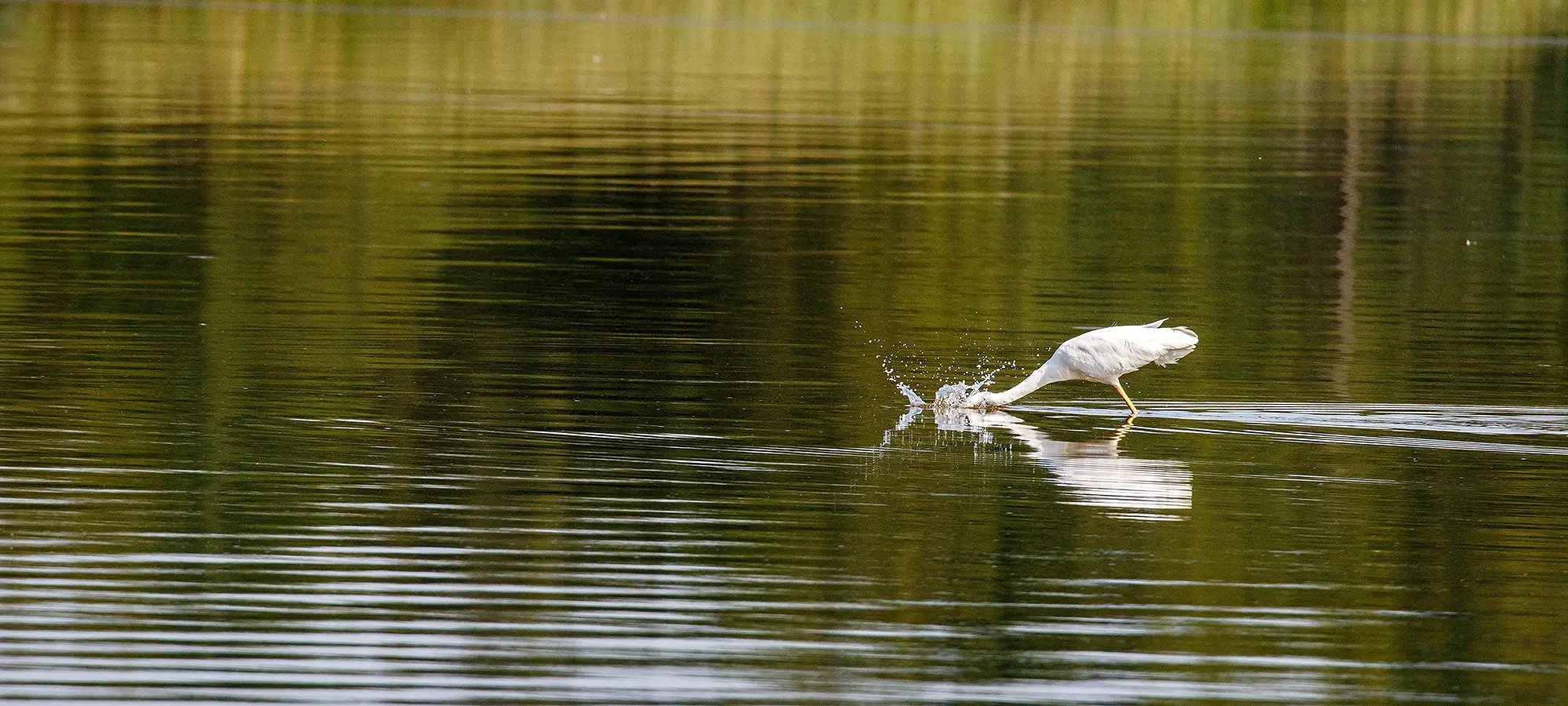 naturfotografie.de - Blog - Silberreiher Feuchtwiesen