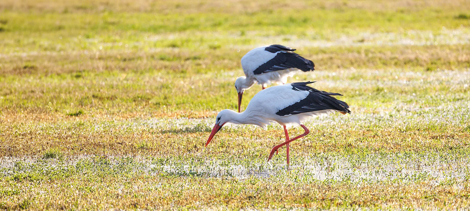 naturfotografie.de - Blog - Weißstörche Feuchtwiesen