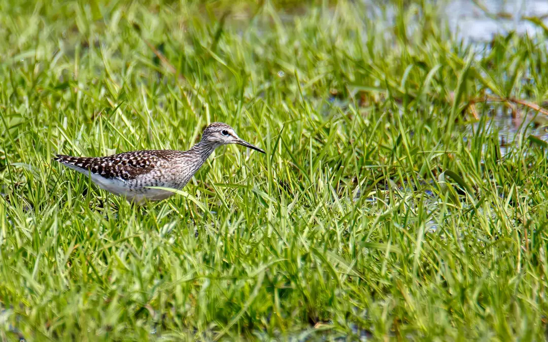 Naturfotografie auf Feuchtwiesen