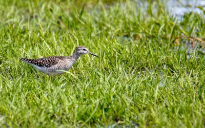 Naturfotografie auf Feuchtwiesen