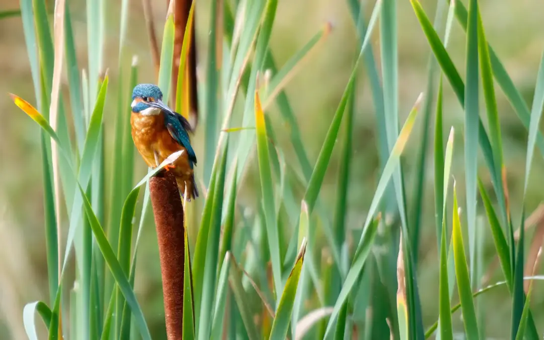 Naturfotografie am Schilfrand