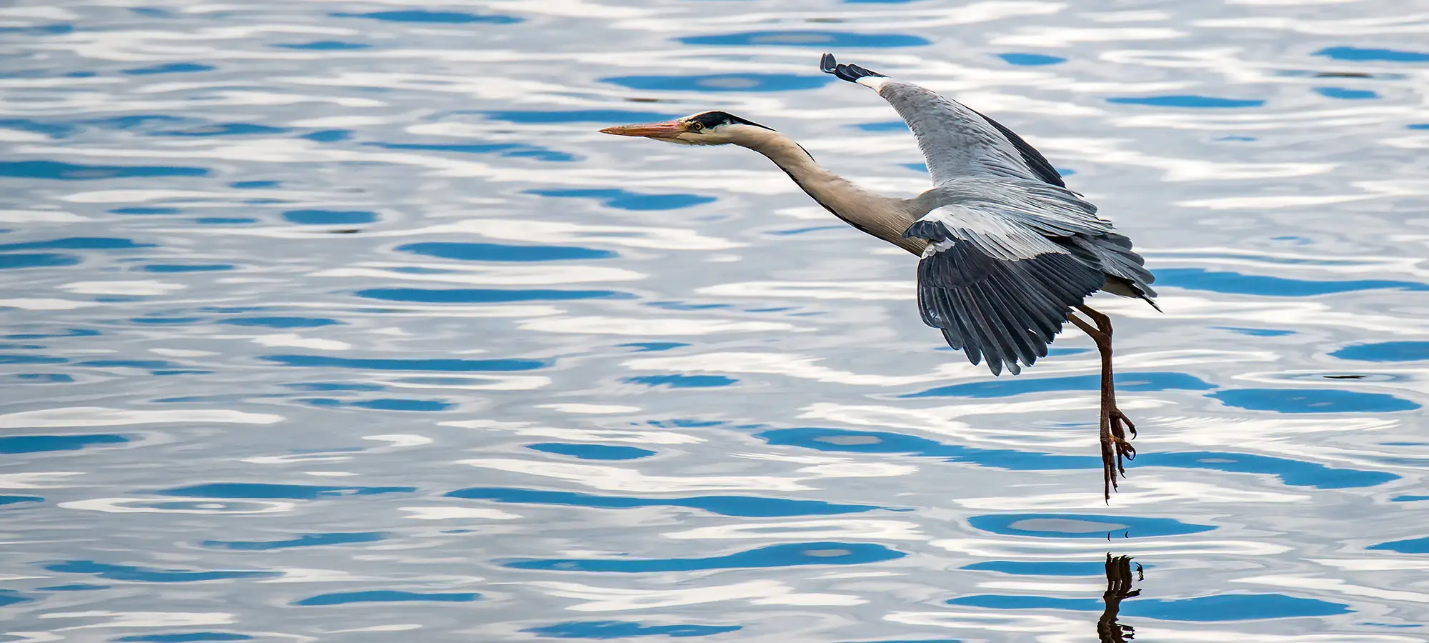naturfotografie.de - Blog - Fotografieren zwischen Schilf und Wasser - Graureiher