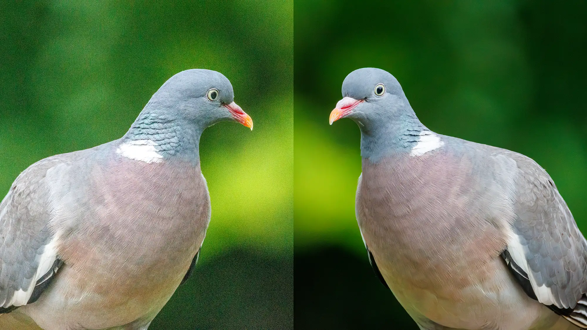 naturfotografie.de - Blog - hohe ISO - Vergleich ISO 12.800 - ISO 3.200 naturfotografie.de - Blog - hohe ISO - Vergleich ISO 12.800 - ISO 3.200