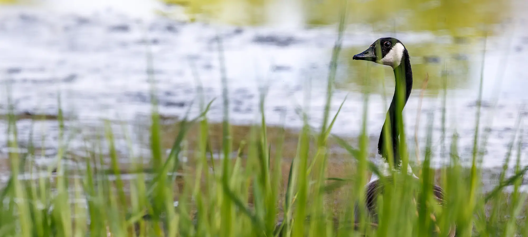 naturfotografie.de - Blog - Fotografieren zwischen Schilf und Wasser - Kanadagans