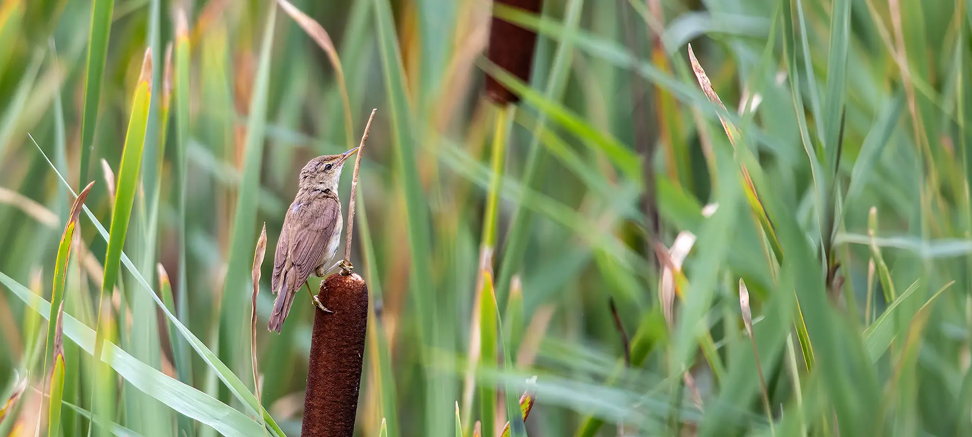 naturfotografie.de - Blog - Fotografieren zwischen Schilf und Wasser - Rohrsänger naturfotografie.de - Blog - Fotografieren zwischen Schilf und Wasser - Rohrsänger