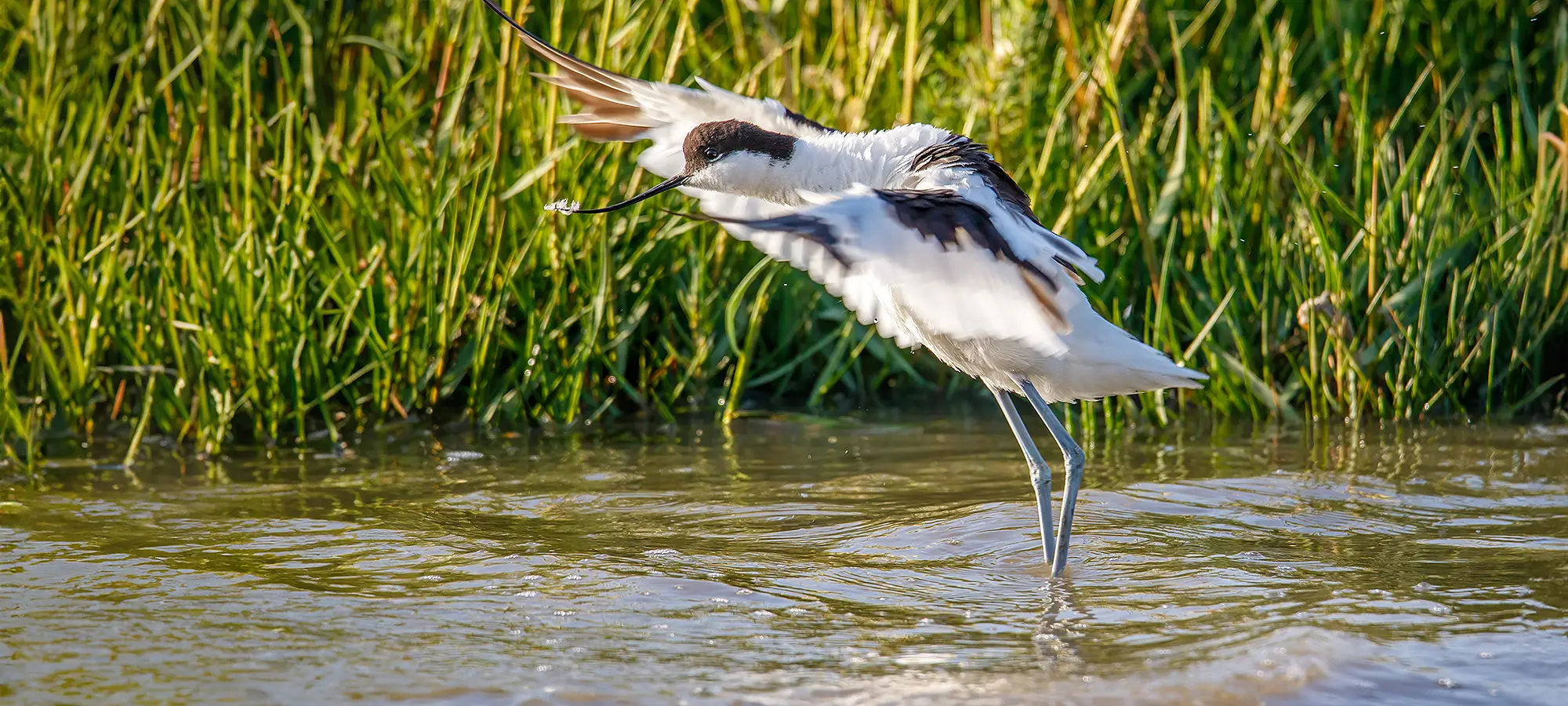 naturfotografie.de - Blog - Fotografieren zwischen Schilf und Wasser - Säbelschnäbler