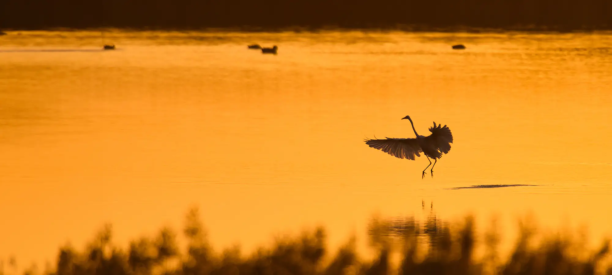 naturfotografie.de - Blog - Fotografieren zwischen Schilf und Wasser - Silberreiher