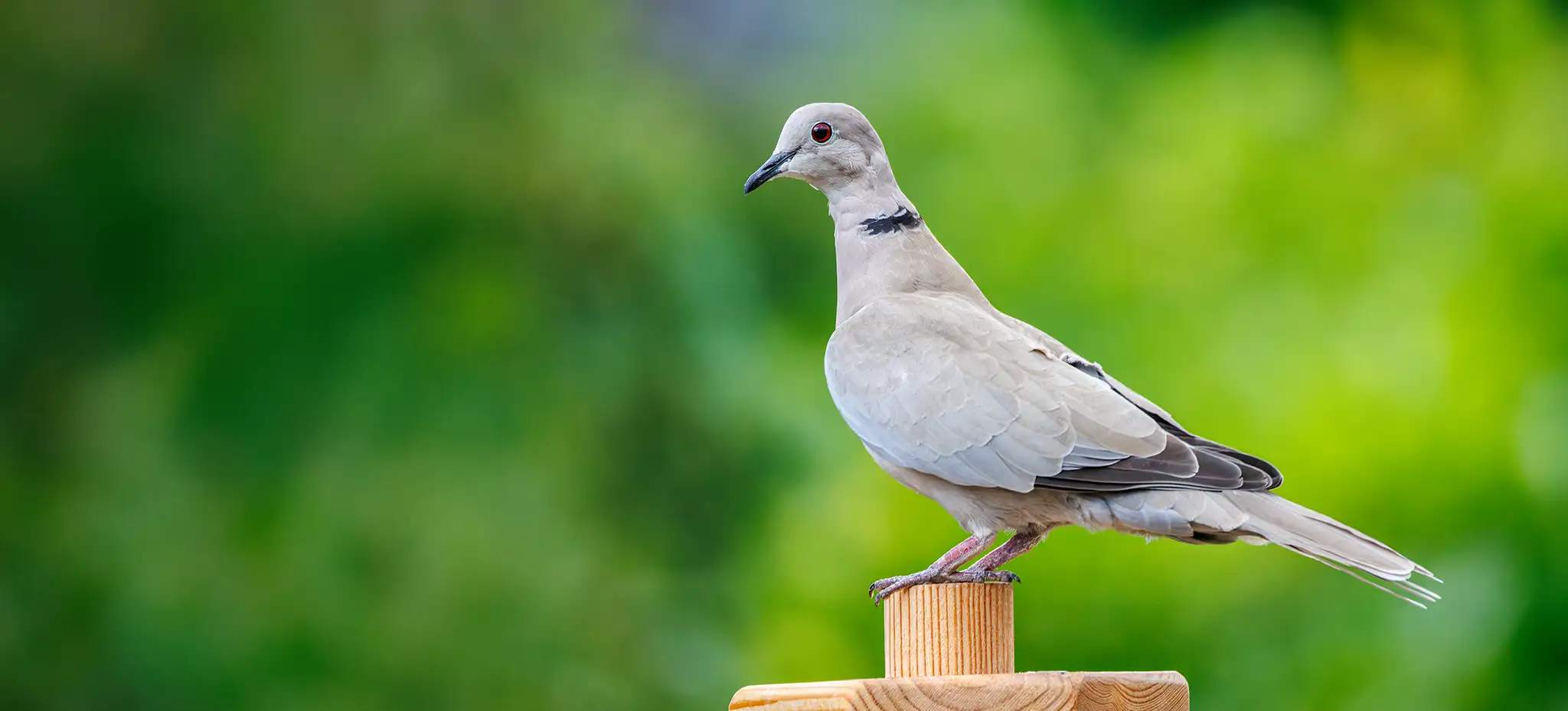 naturfotografie.de - Blog - hohe ISO - Praxis - Türkentaube 5.000 ISO naturfotografie.de - Blog - hohe ISO - Praxis - Türkentaube 5.000 ISO