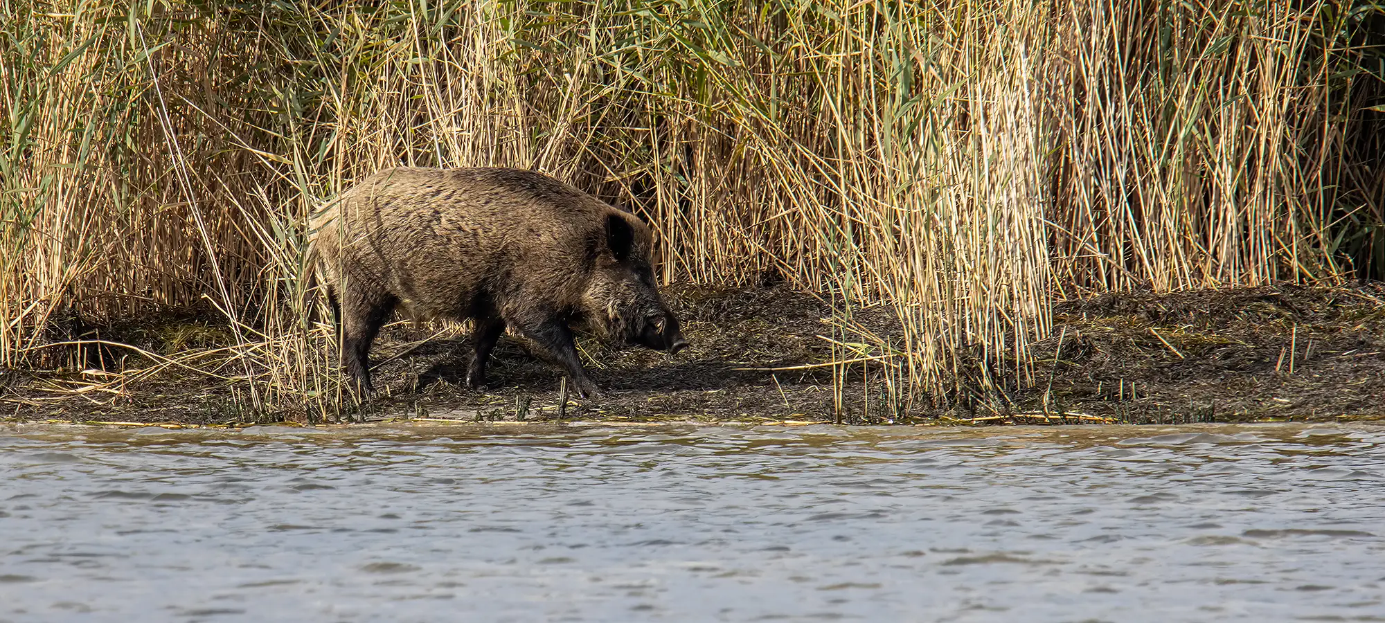 naturfotografie.de - Blog - Fotografieren zwischen Schilf und Wasser - Wildschwein