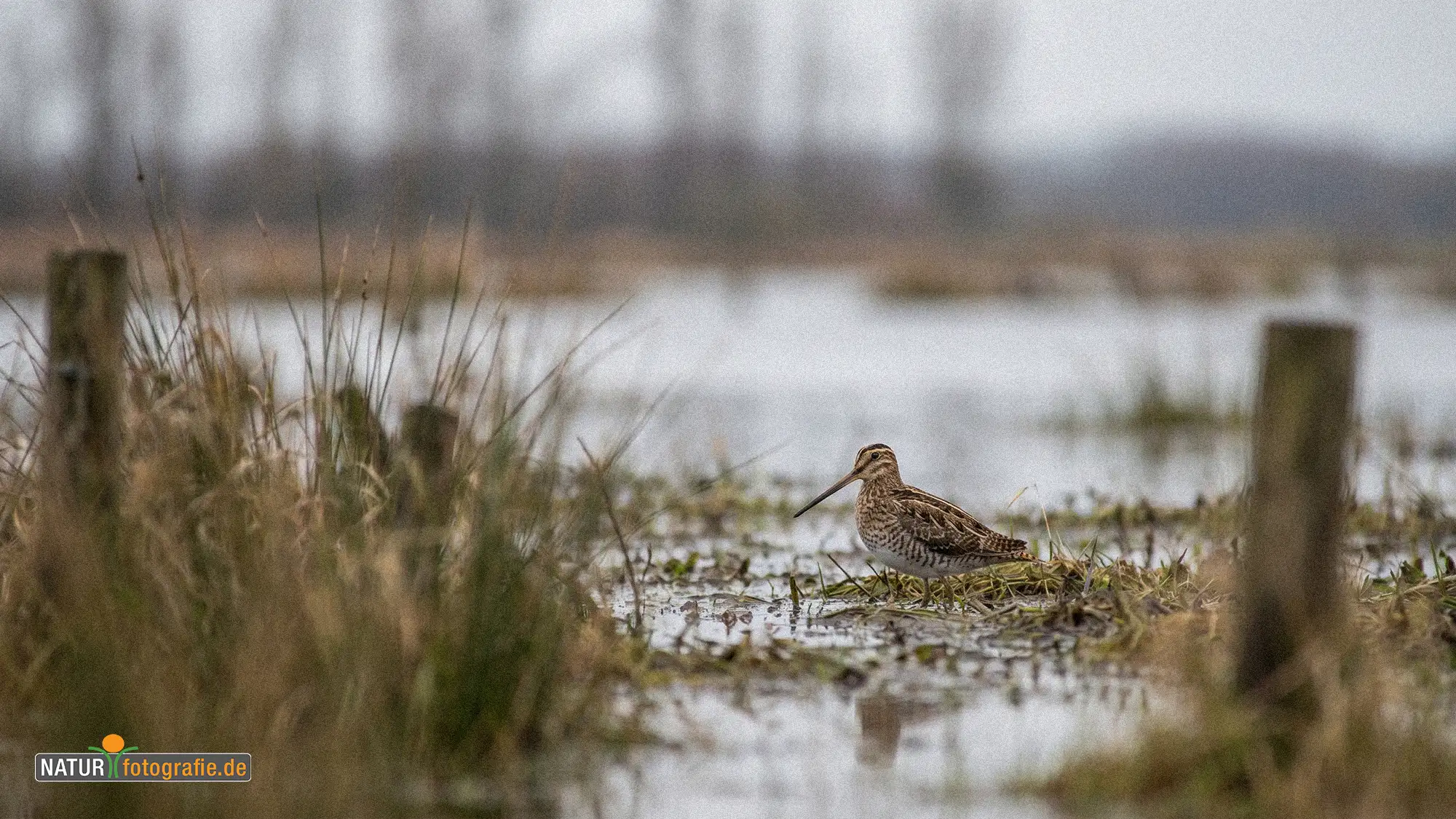 naturfotografie.de - Blog - Bekassine Feuchtwiesen