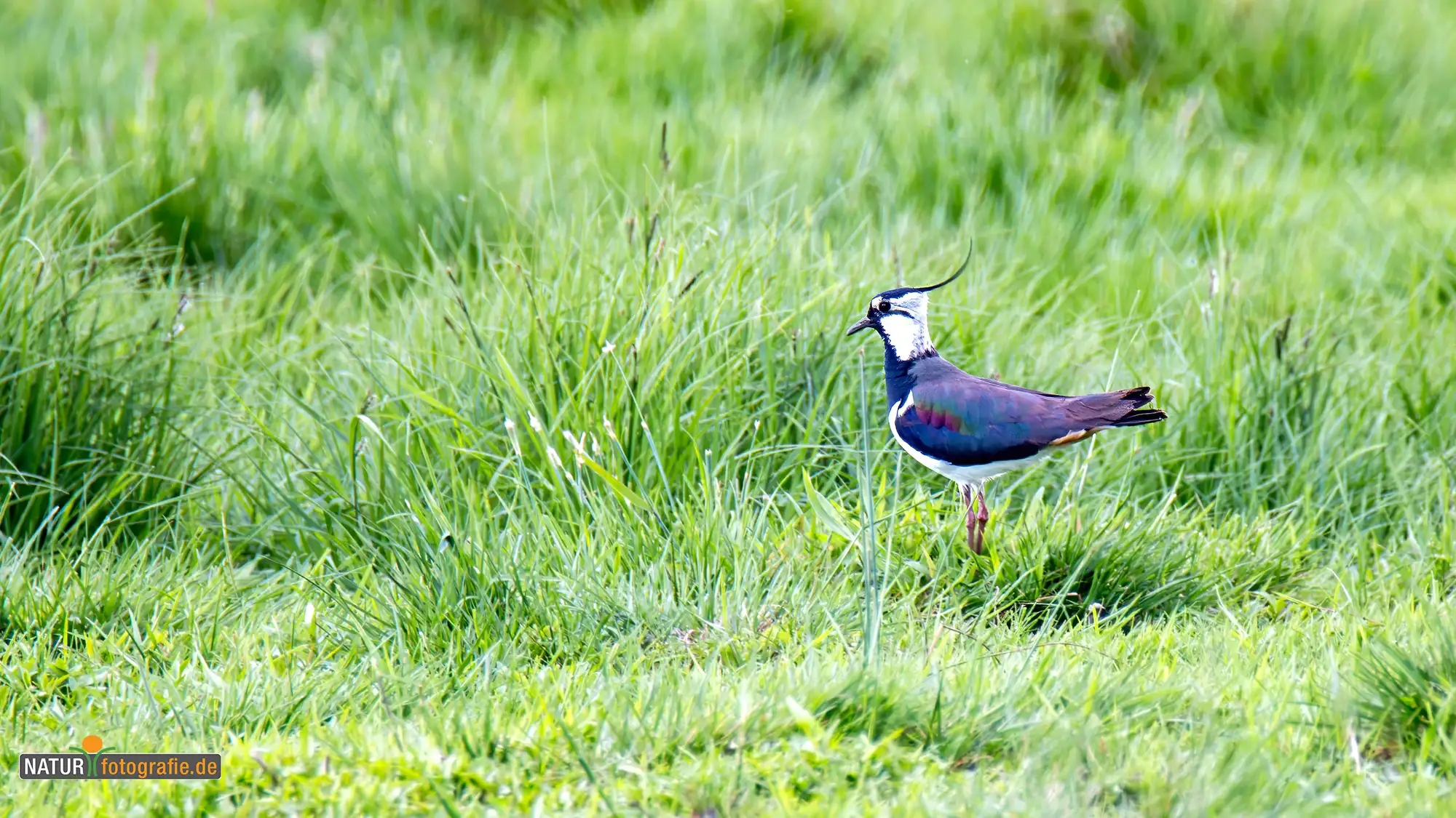 naturfotografie.de - Blog - Kiebitz Feuchtwiesen