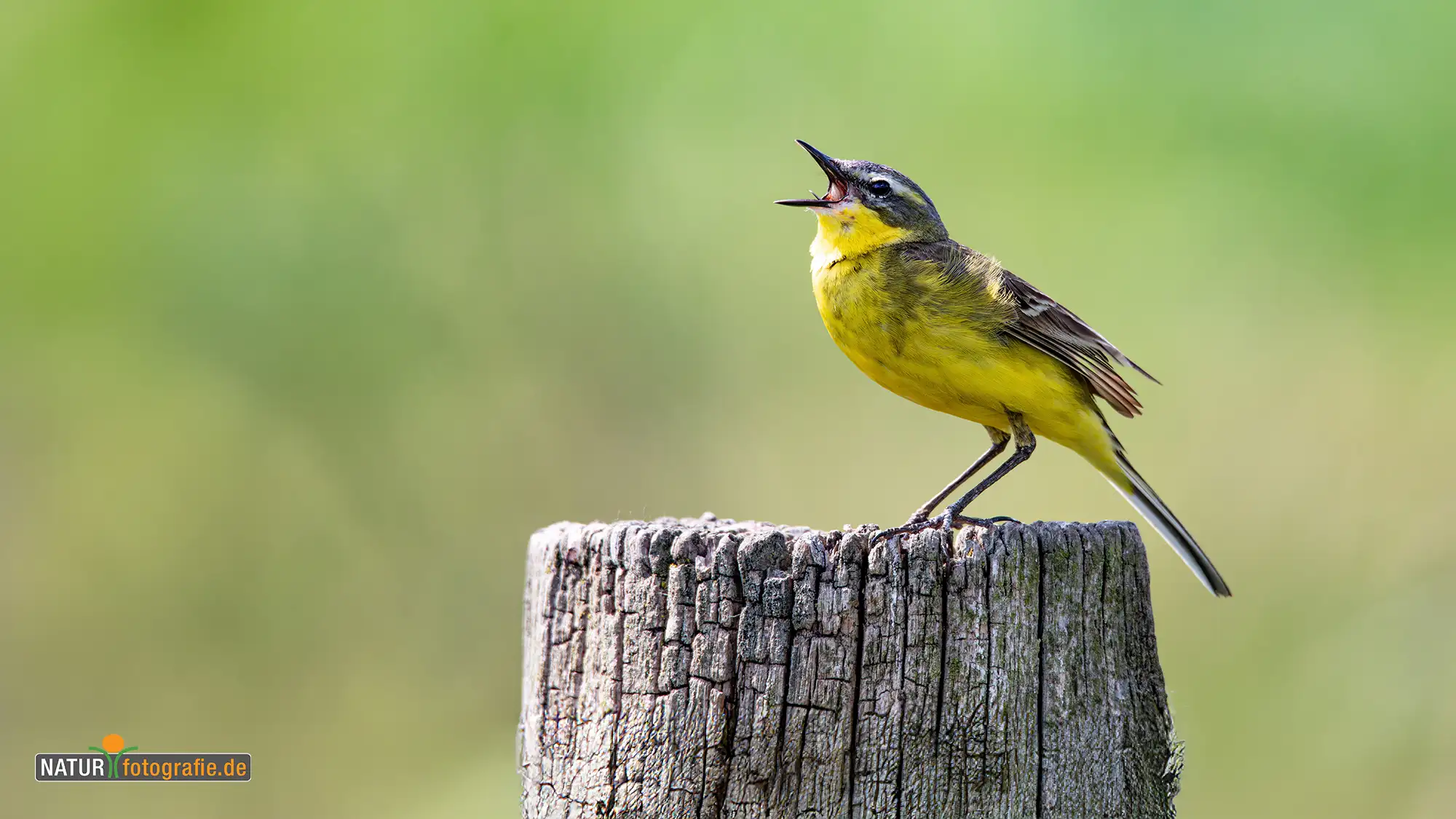 naturfotografie.de - Blog - Bekassine Feuchtwiesen