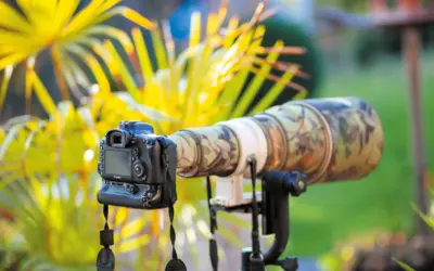 Hohe ISO in der Naturfotografie