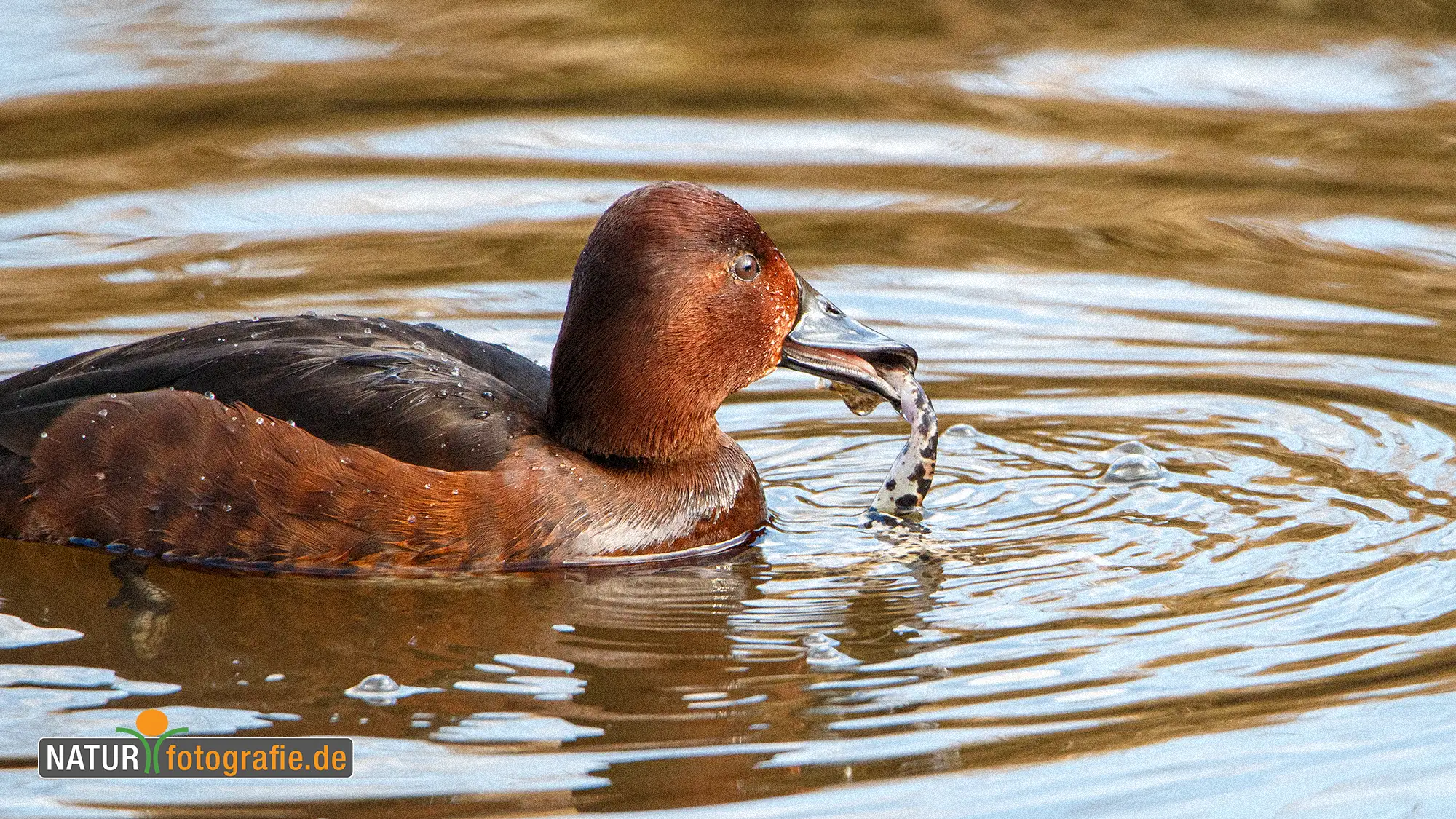 naturfotografie.de - Blog - Keine Angst vor hohen ISO Werten - Moorente naturfotografie.de - Blog - Keine Angst vor hohen ISO Werten - Moorente