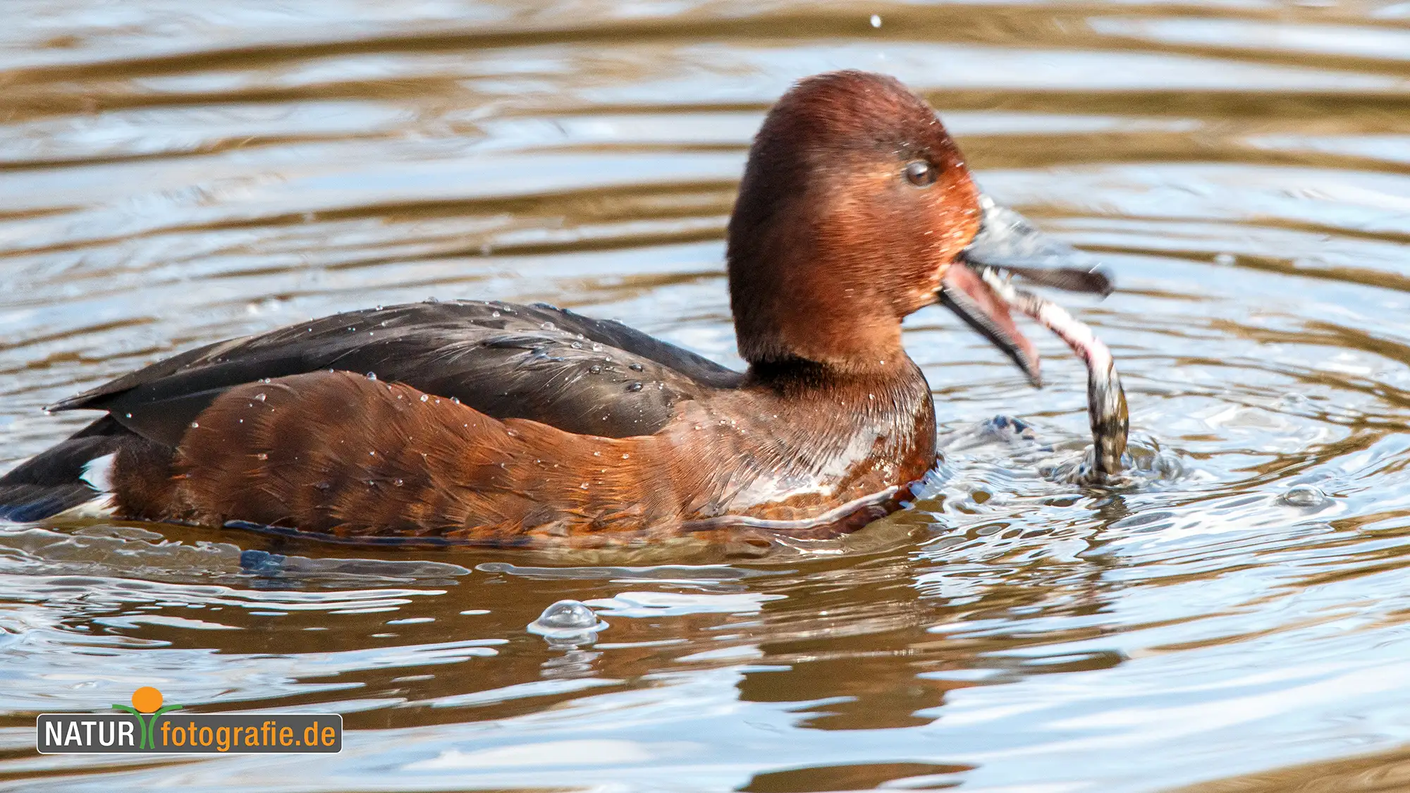 naturfotografie.de - Blog - Keine Angst vor hohen ISO Werten naturfotografie.de - Blog - Keine Angst vor hohen ISO Werten
