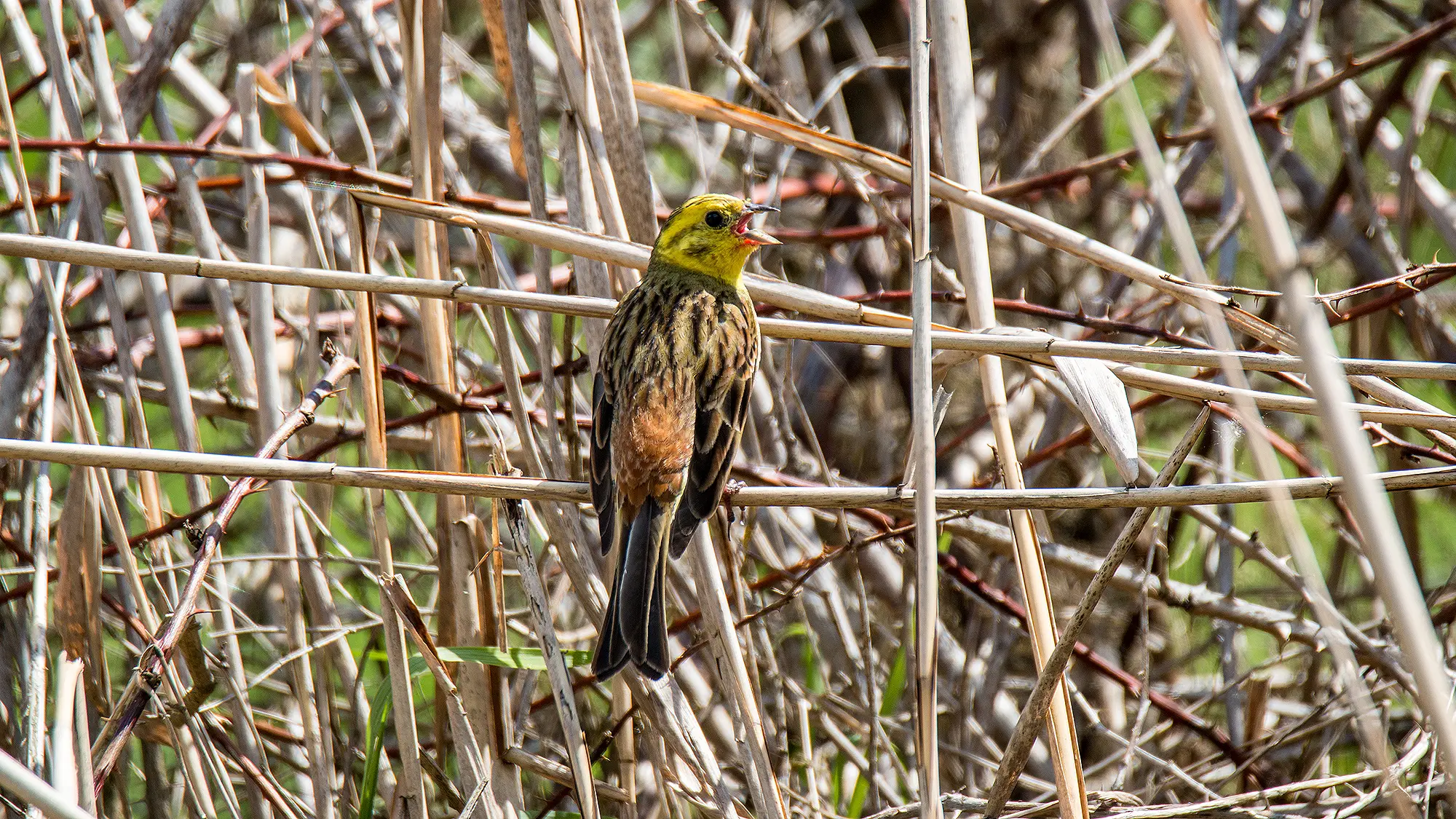 Naturfotografie.de - Blog - Wilde Hecken - Goldammer Naturfotografie.de - Blog - Wilde Hecken - Goldammer