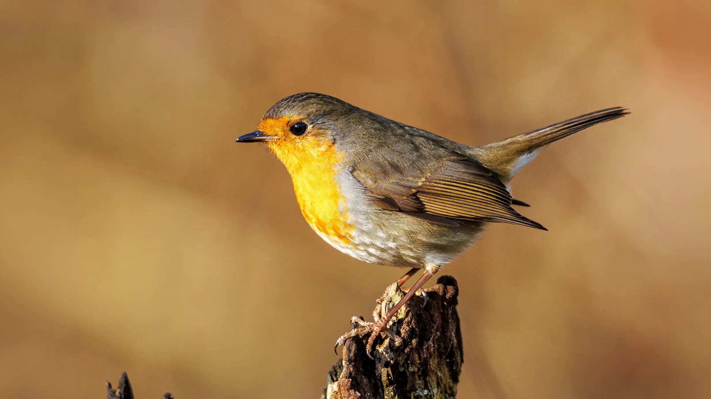 Naturfotografie.de - Blog - Wilde Hecken - Rotkehlchen Naturfotografie.de - Blog - Wilde Hecken - Rotkehlchen