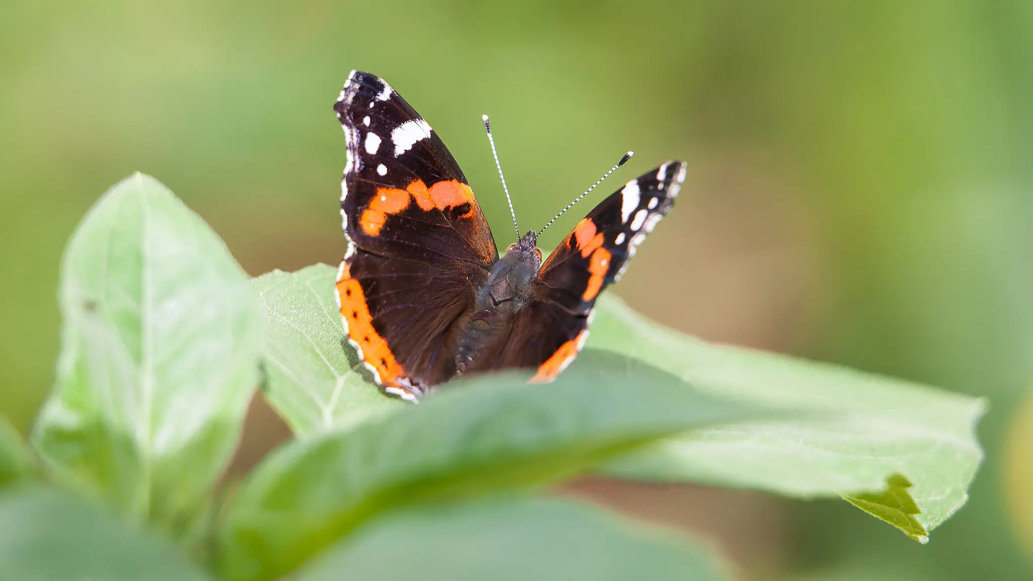 Naturfotografie.de - Blog - Wilde Hecken - Schmetterling Admiral Naturfotografie.de - Blog - Wilde Hecken - Schmetterling Admiral