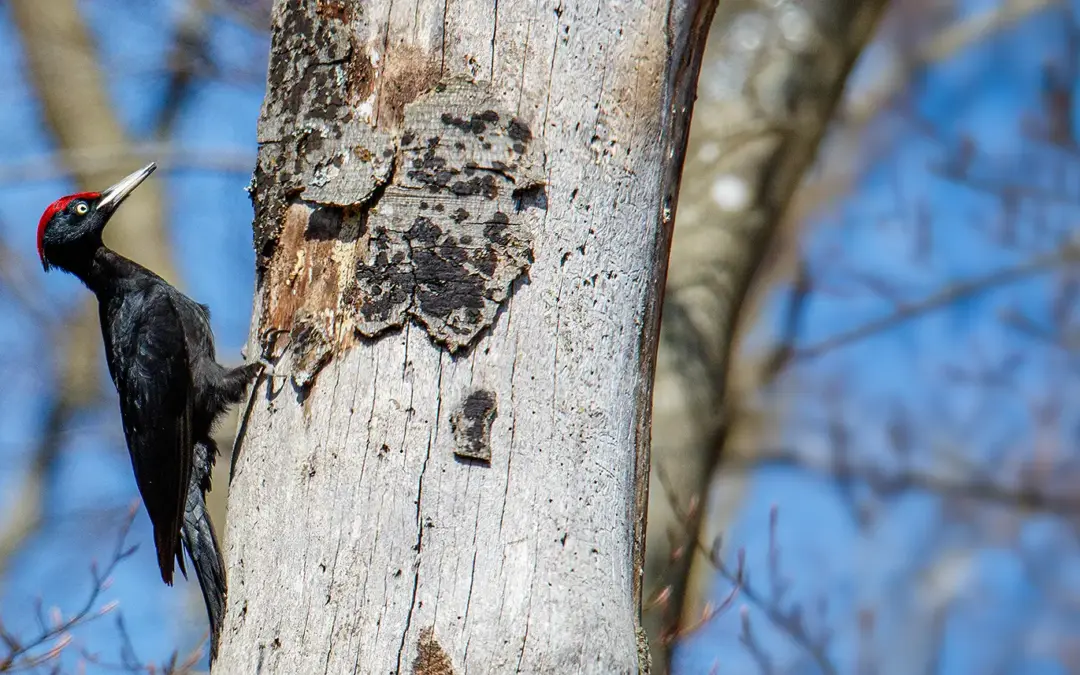 Vögel im Portrait – Der Schwarzspecht