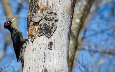 Vögel im Portrait – Der Schwarzspecht