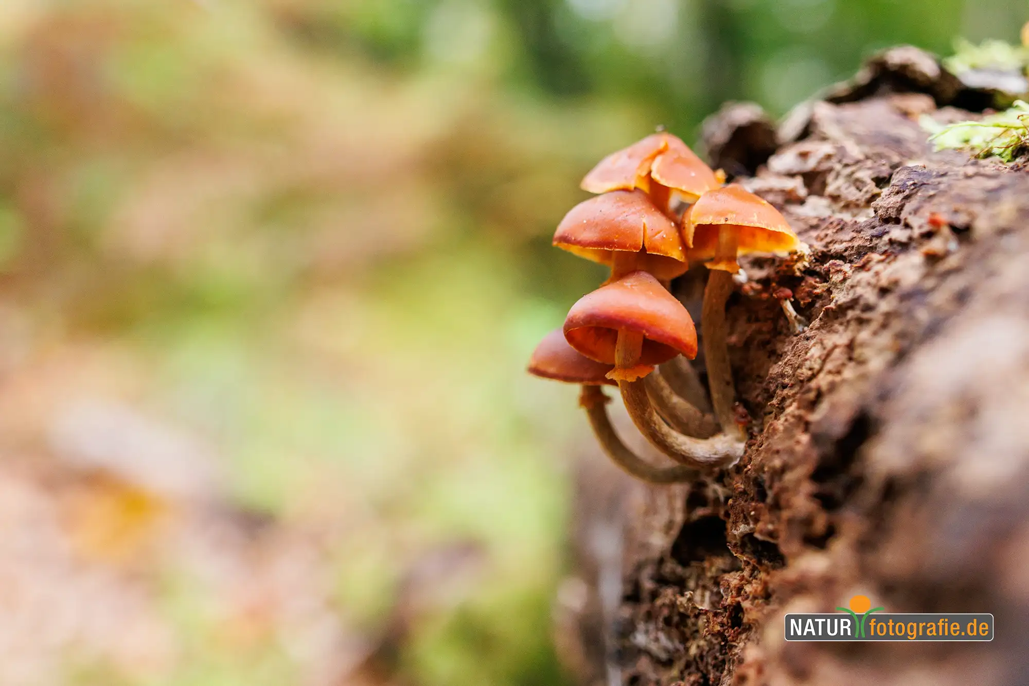 Naturfotografie.de - Blog -Pilze fotografieren - Unscheinbare Pilze an Baumstämmen Naturfotografie.de - Blog -Pilze fotografieren - Unscheinbare Pilze an Baumstämmen