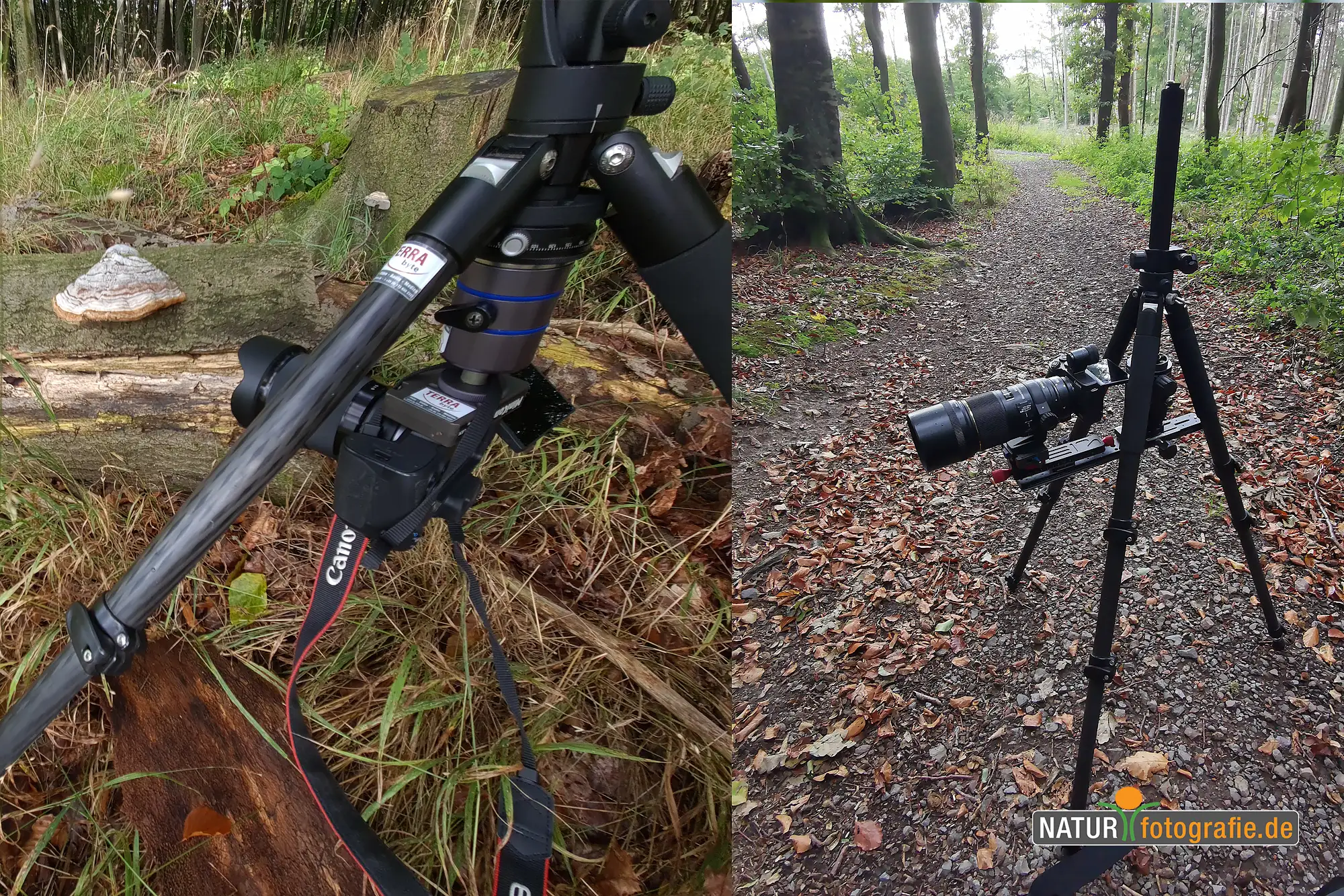 Naturfotografie.de - Blog -Pilze fotografieren - Equipment - Stative - Objektive Naturfotografie.de - Blog -Pilze fotografieren - Equipment - Stative - Objektive