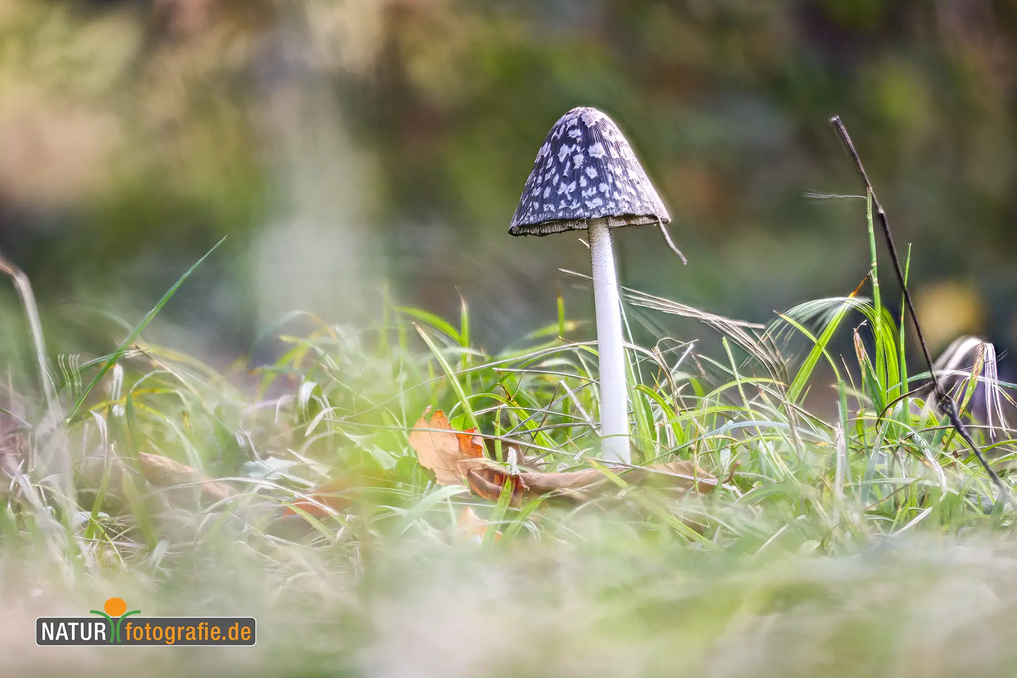 Naturfotografie.de - Blog -Pilze fotografieren - Fokus Stacking Naturfotografie.de - Blog -Pilze fotografieren - Fokus Stacking