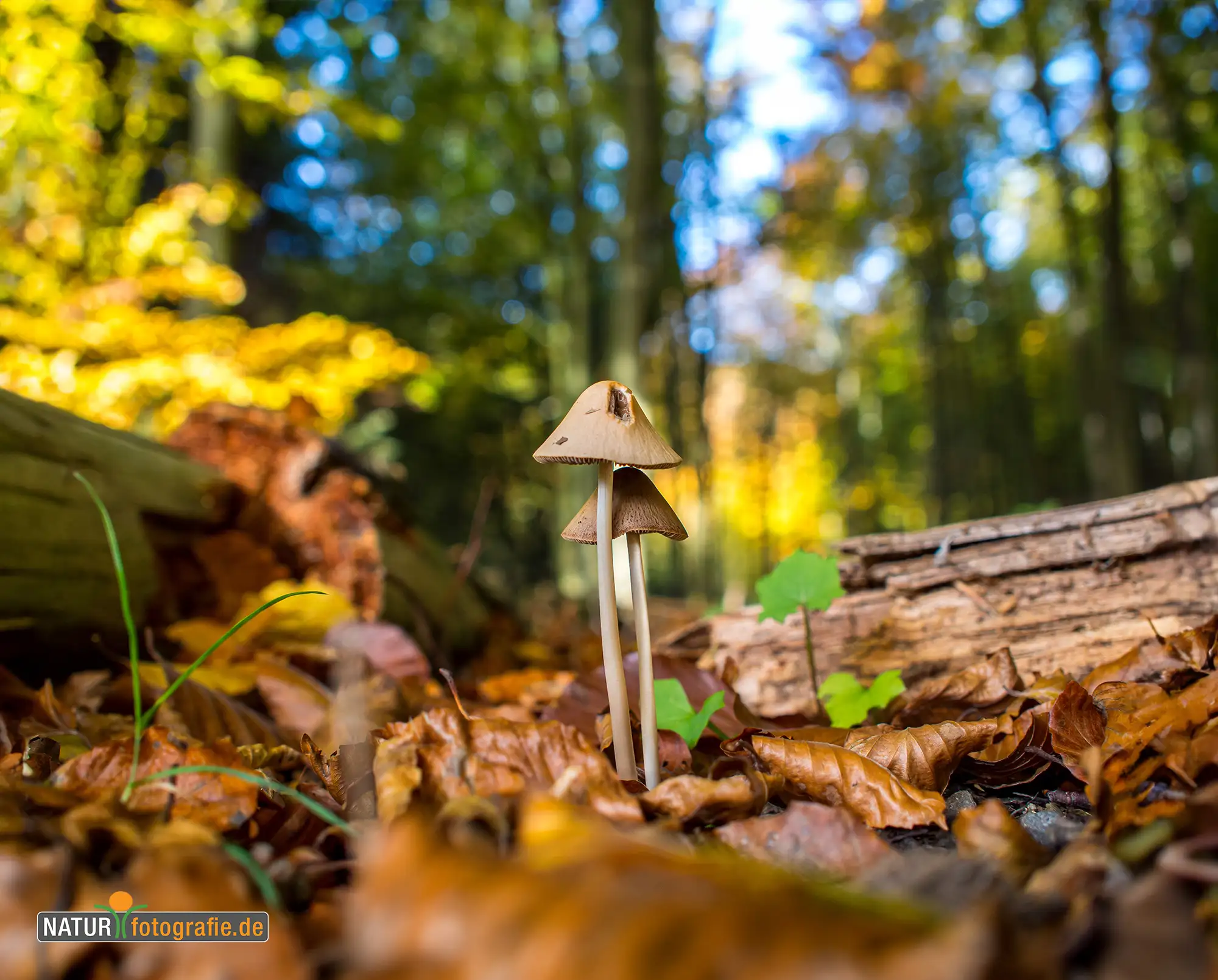 Naturfotografie.de - Blog -Pilze fotografieren - Freihand oder Stativ Naturfotografie.de - Blog -Pilze fotografieren - Freihand oder Stativ