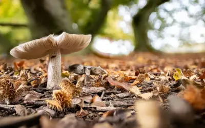 Pilze fotografieren. Kleine Welten am Waldboden