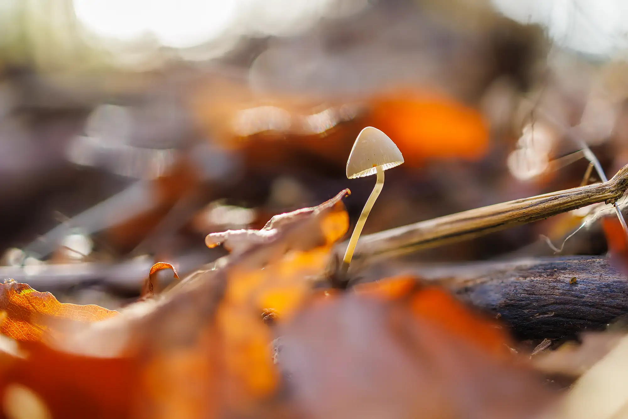 Naturfotografie.de - Blog - Pilze mit Makroobjektiv Naturfotografie.de - Blog - Pilze mit Makroobjektiv