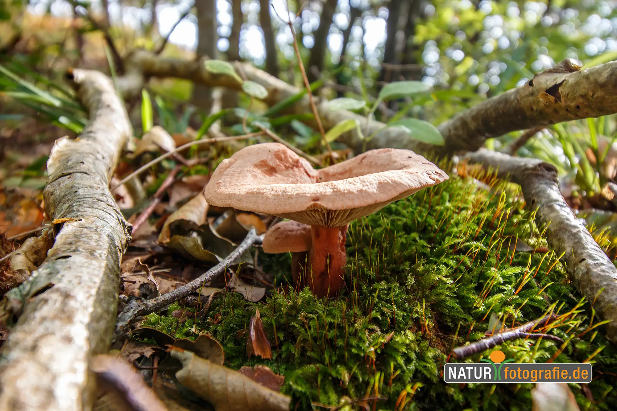 Naturfotografie.de - Blog -Pilze fotografieren - Nicht aufräumen und alles ordentlich hinterlassen Naturfotografie.de - Blog -Pilze fotografieren - Nicht aufräumen und alles ordentlich hinterlassen