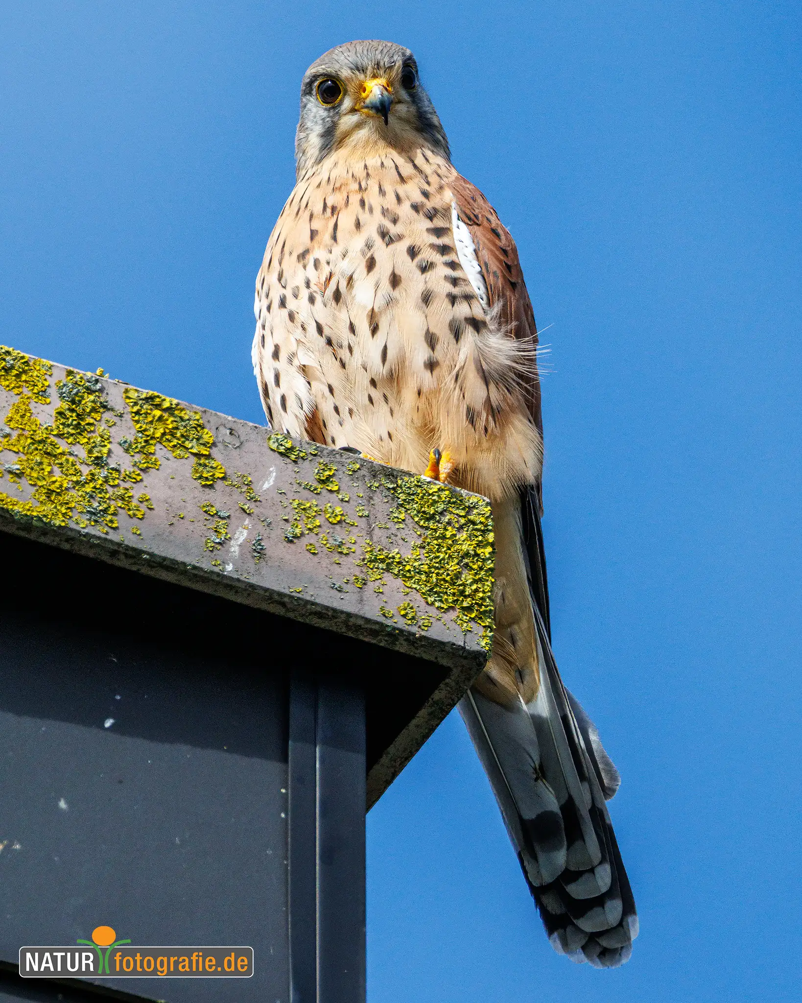 Naturfotografie.de - Aktuelles - junger Turmfalke Naturfotografie.de - Aktuelles - junger Turmfalke