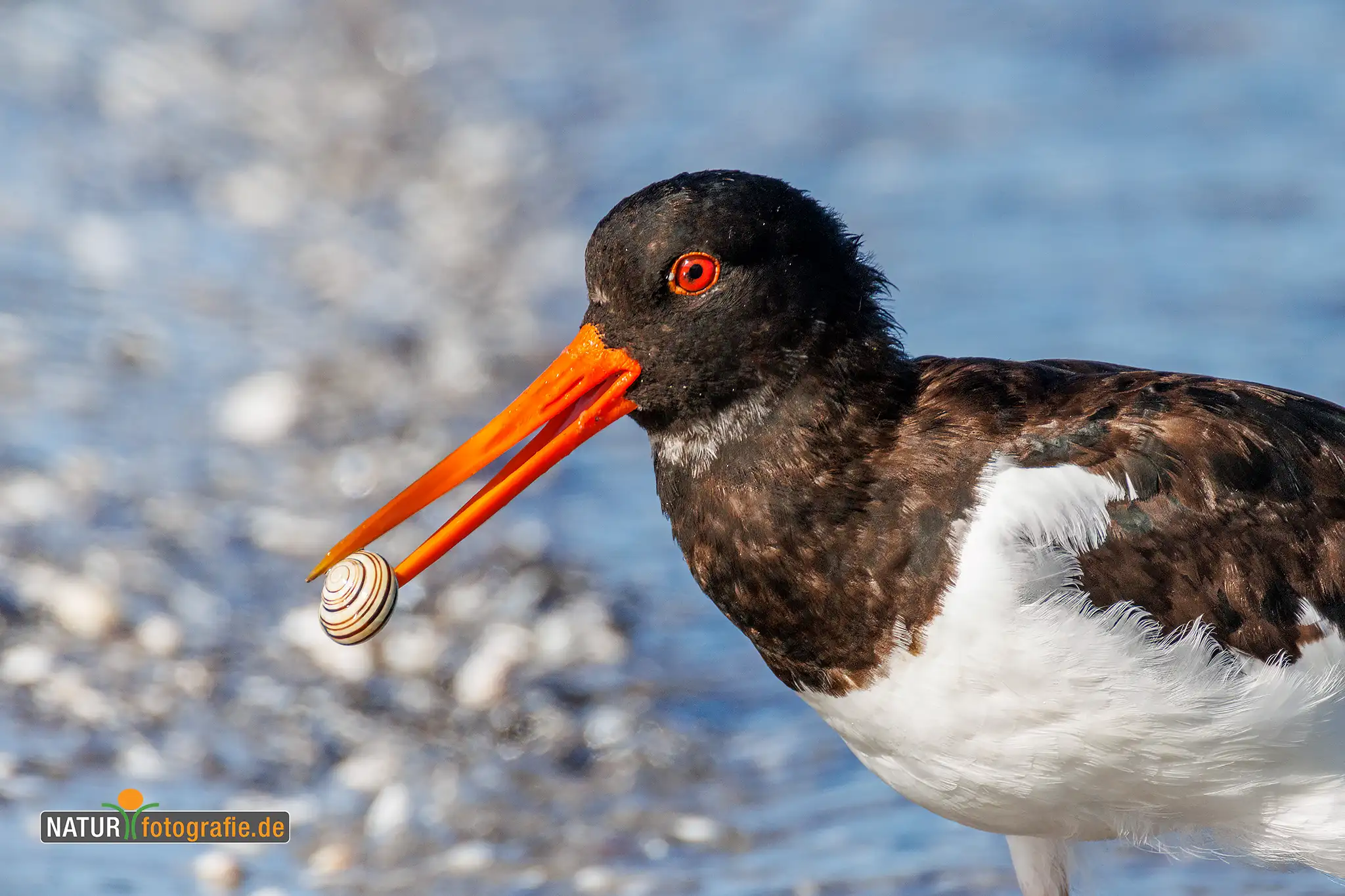 Naturfotografie.de - Blog -Tiere auf Augenhöhe fotografieren - Austernfischer mit Schnecke Naturfotografie.de - Blog -Tiere auf Augenhöhe fotografieren - Austernfischer mit Schnecke