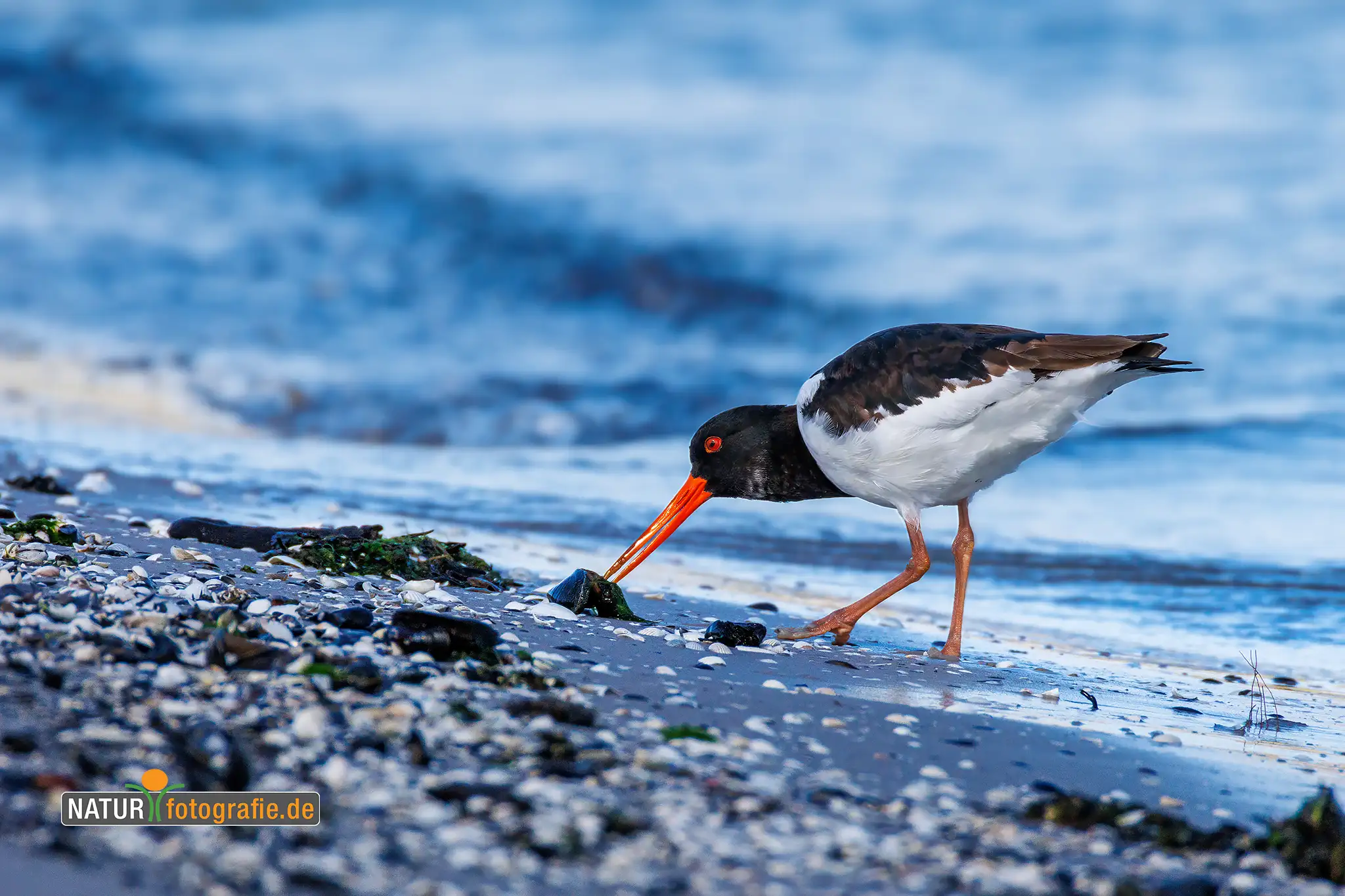 Naturfotografie.de - Blog -Tiere auf Augenhöhe fotografieren - Austernfischer am Flutsaum Naturfotografie.de - Blog -Tiere auf Augenhöhe fotografieren - Austernfischer am Flutsaum