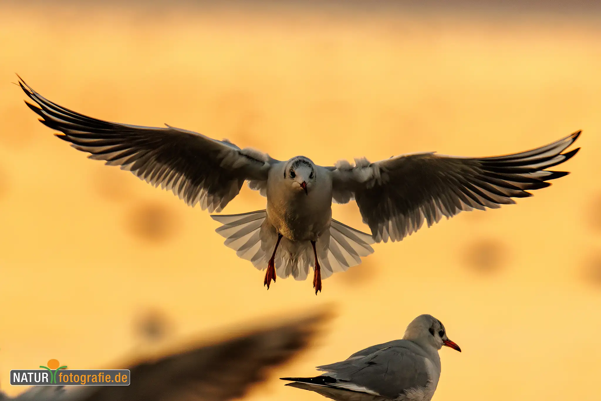 Naturfotografie.de - Blog -Tiere auf Augenhöhe fotografieren - Lachmöwe im Anflug Naturfotografie.de - Blog -Tiere auf Augenhöhe fotografieren - Lachmöwe im Anflug