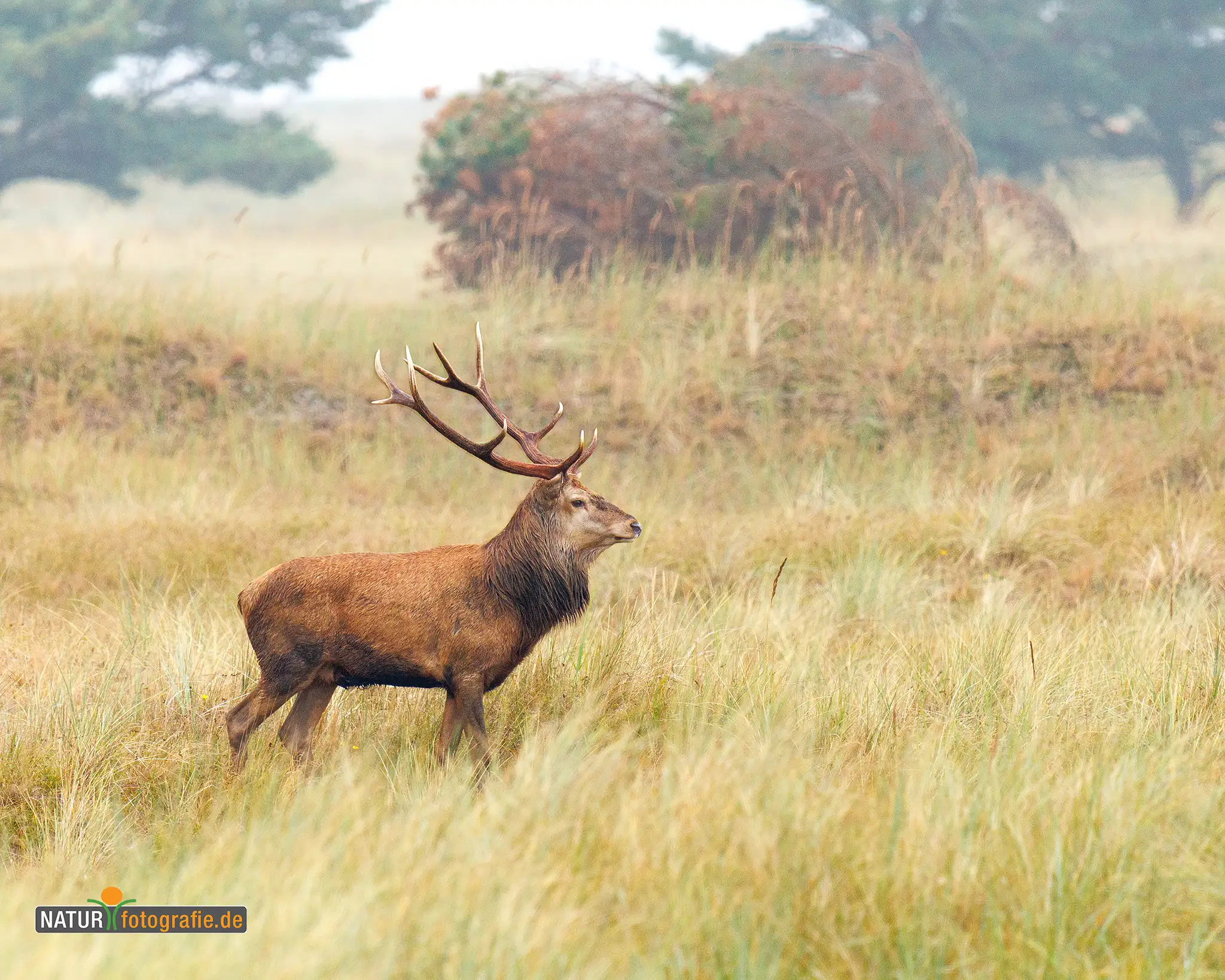 Naturfotografie.de - Blog -Tiere auf Augenhöhe fotografieren - Rothirsch zur Brunftzeit Naturfotografie.de - Blog -Tiere auf Augenhöhe fotografieren - Rothirsch zur Brunftzeit
