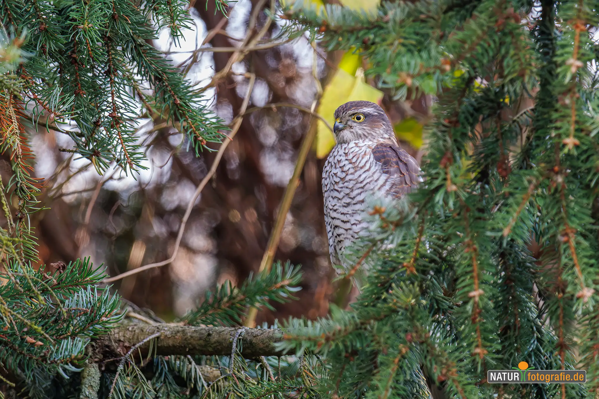 Naturfotografie.de - Blog -Tiere auf Augenhöhe fotografieren - Sperber - Warten auf beute Naturfotografie.de - Blog -Tiere auf Augenhöhe fotografieren - Sperber - Warten auf beute