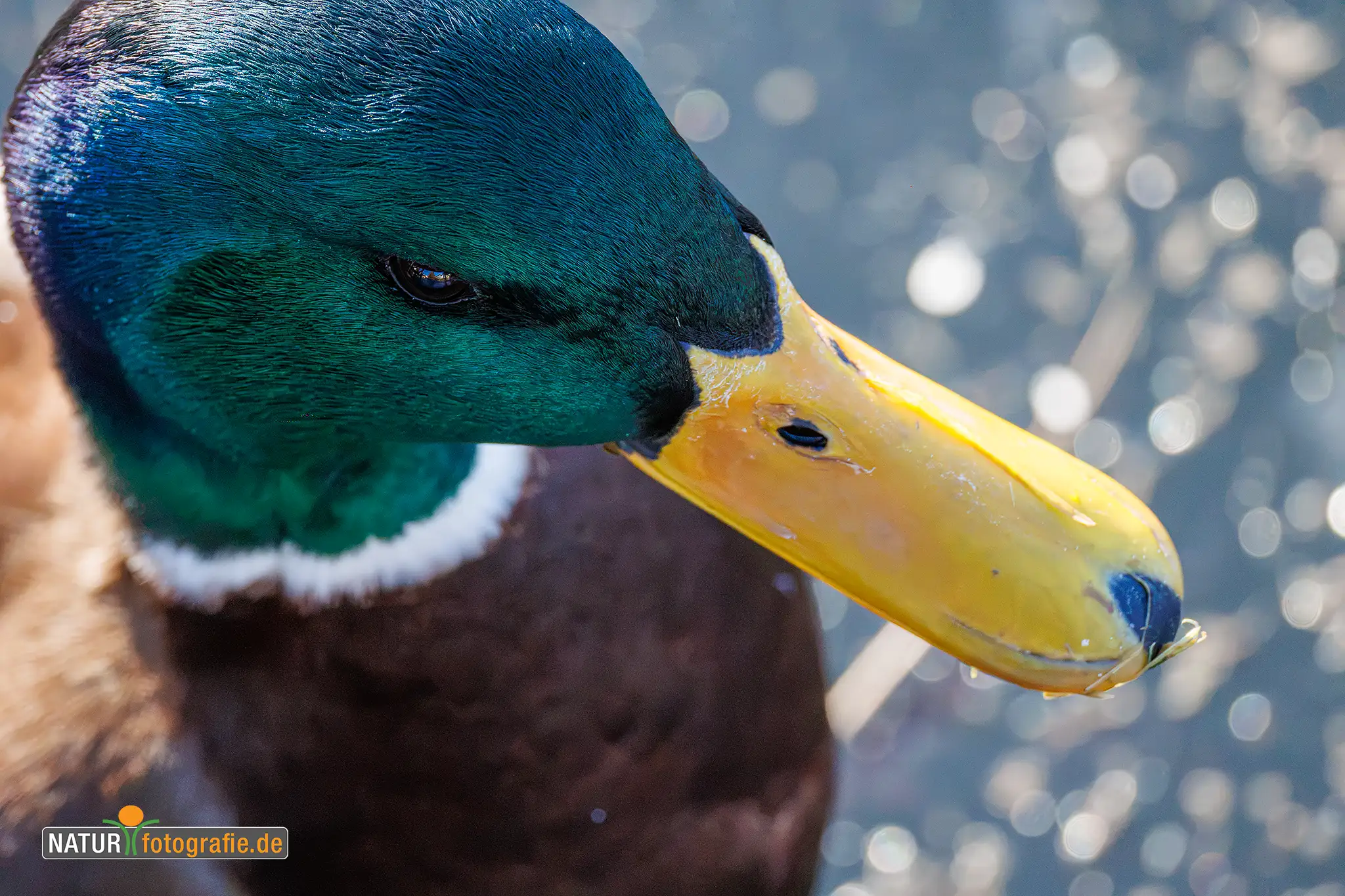 Naturfotografie.de - Blog -Tiere auf Augenhöhe fotografieren - Ungewöhnliche Perspektiven - Stockente - Erpel Naturfotografie.de - Blog -Tiere auf Augenhöhe fotografieren - Ungewöhnliche Perspektiven - Stockente - Erpel