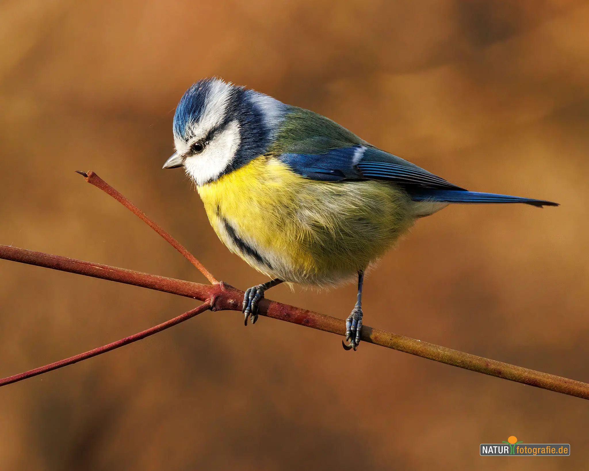 Naturfotografie.de - Blog - Vogelfotografie am Futterplatz im Winter - Blaumeise Naturfotografie.de - Blog - Vogelfotografie am Futterplatz im Winter - Blaumeise