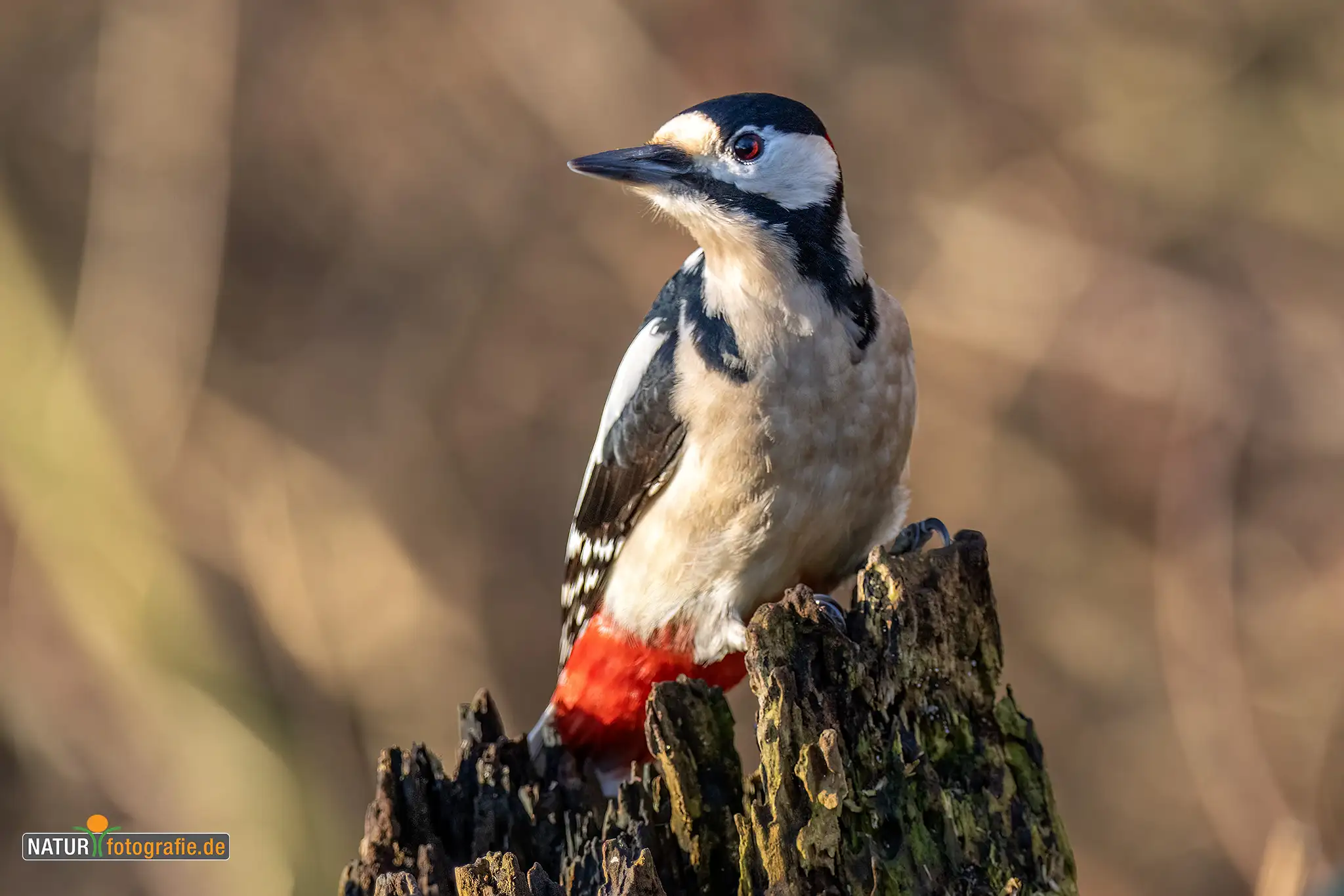 Naturfotografie.de - Blog - Vogelfotografie am Futterplatz im Winter - Buntspecht Naturfotografie.de - Blog - Vogelfotografie am Futterplatz im Winter - Buntspecht