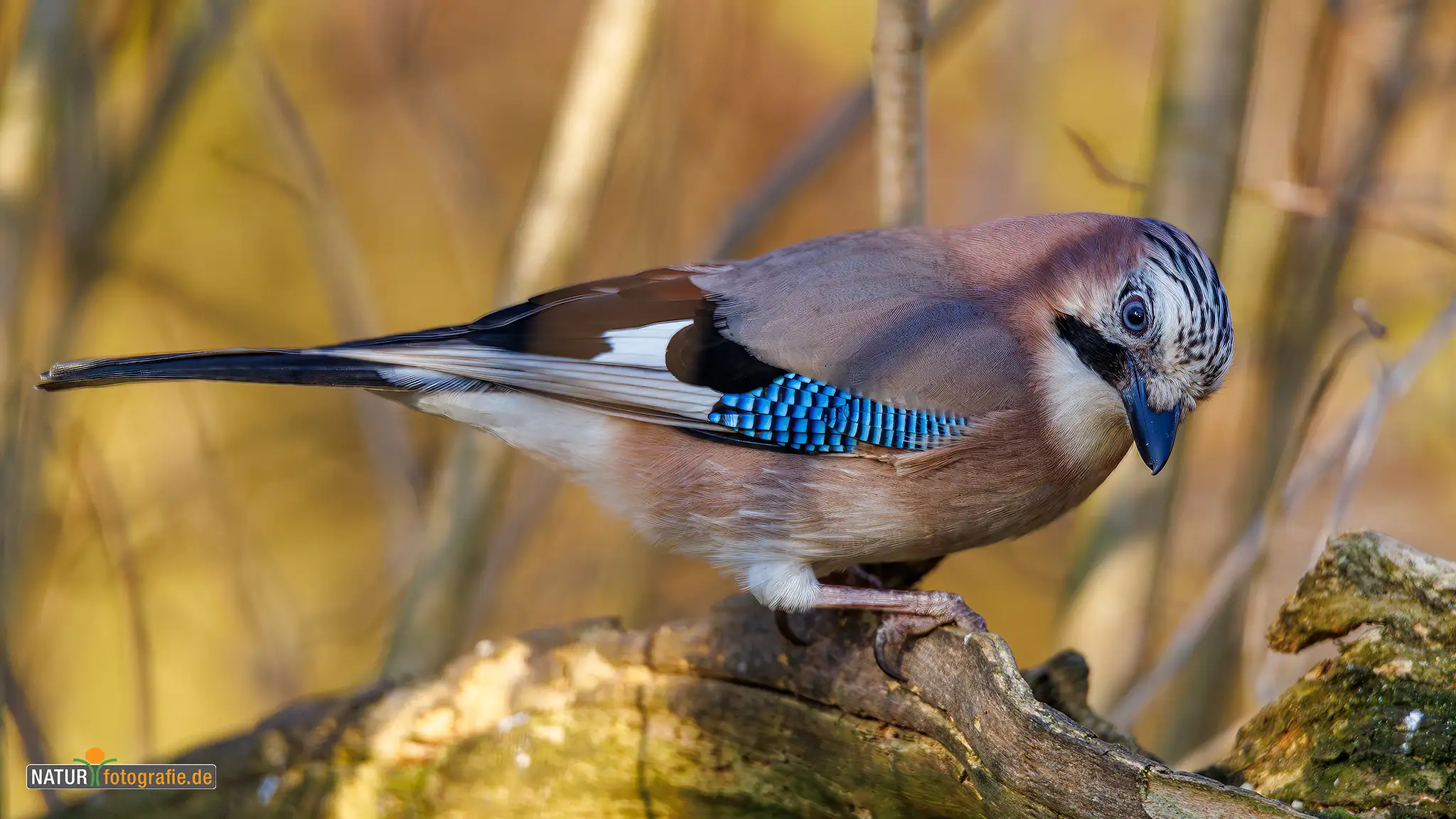 Naturfotografie.de - Blog - Vogelfotografie am Futterplatz im Winter - Eichelhäher Naturfotografie.de - Blog - Vogelfotografie am Futterplatz im Winter - Eichelhäher