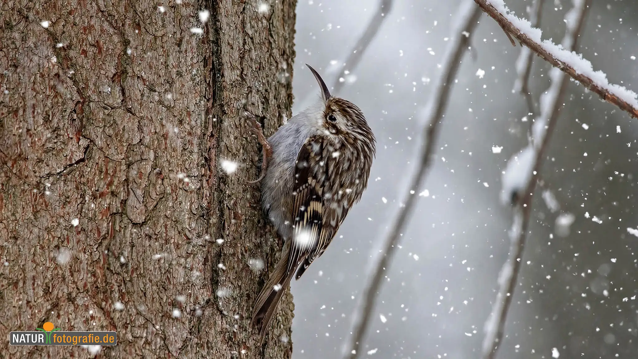Naturfotografie.de - Blog - Vogelfotografie am Futterplatz im Winter - Gartenbaumläufer Naturfotografie.de - Blog - Vogelfotografie am Futterplatz im Winter - Gartenbaumläufer