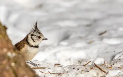 Vogelfotografie im Winter