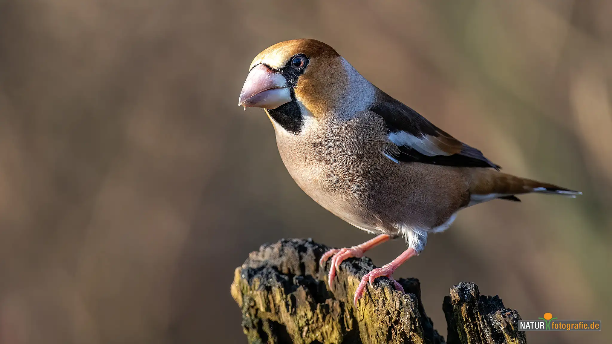 Naturfotografie.de - Blog - Vogelfotografie am Futterplatz im Winter - Kernbeißer Naturfotografie.de - Blog - Vogelfotografie am Futterplatz im Winter - Kernbeißer