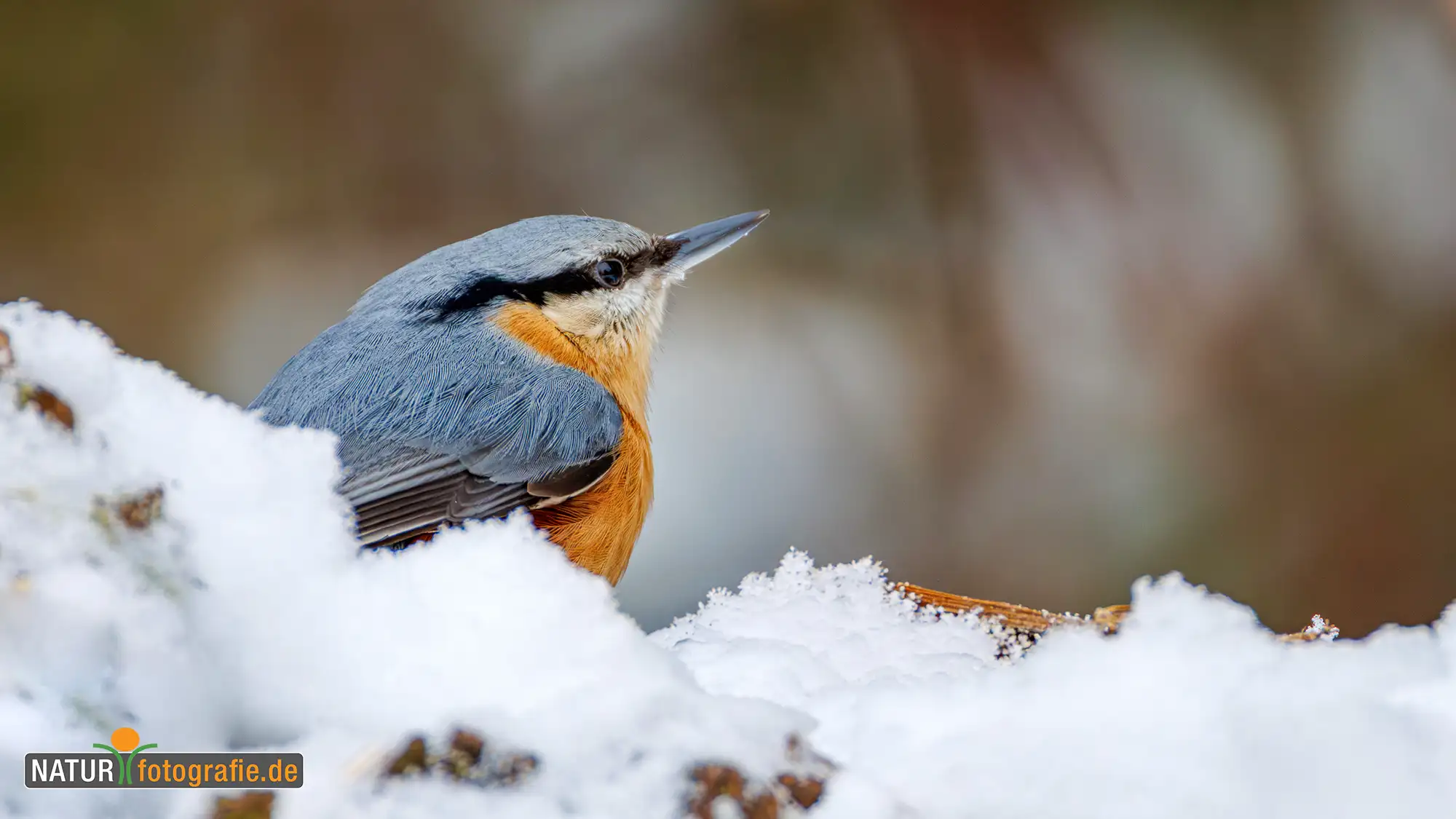 Naturfotografie.de - Blog - Vogelfotografie am Futterplatz im Winter - Kleiber Naturfotografie.de - Blog - Vogelfotografie am Futterplatz im Winter - Kleiber