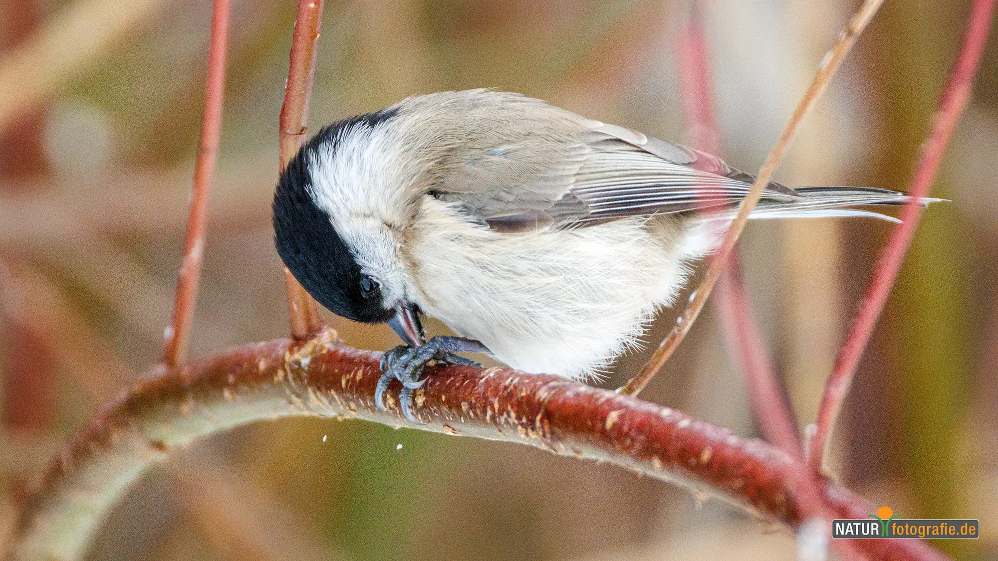 Naturfotografie.de - Blog - Vogelfotografie am Futterplatz im Winter - Sumpfmeise Naturfotografie.de - Blog - Vogelfotografie am Futterplatz im Winter - Sumpfmeise